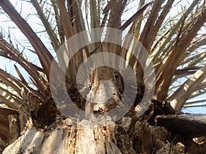 Palm tree like a umbrella