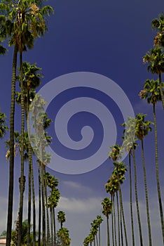 Palm tree line