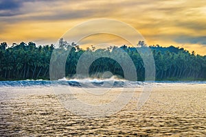 Palm tree lined beach on a tropical island at dawn or dusk