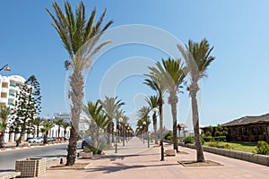 Palm-tree lined promenade with lampposts Yasmine Hammamet, Tunisia