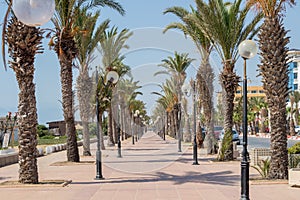 Palm-tree lined promenade Yasmine Hammamet, Tunisia, Africa photo