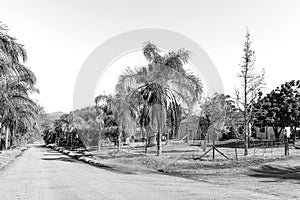 Palm tree lined road and farm buildings at Kredouwkrans. Monochrome