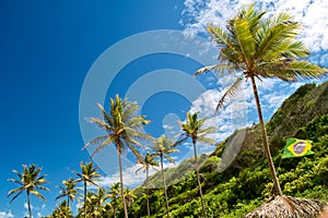 Palm tree lined up, Brazil