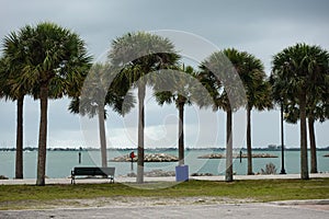 Palm tree lined walk along side the intercoastal