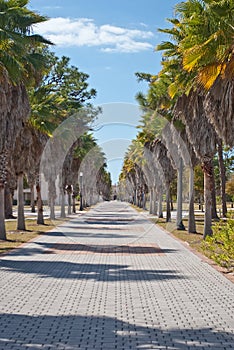 Palm Tree Lined Walkway