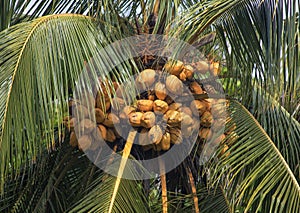 Palm Tree loaded with ripe coconuts.