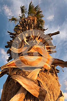 Palm Tree, looking skyward