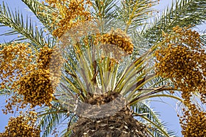 Palm tree with a lot of dates