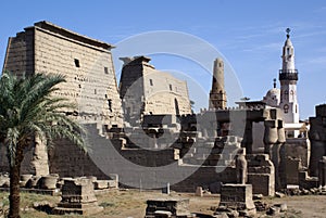 Palm tree and Luxor temple