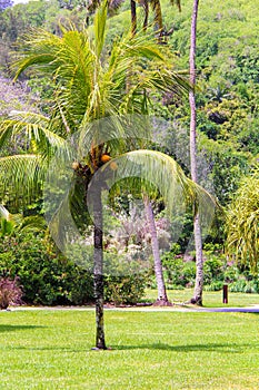 Palm tree on luxury hotel in Seyshelles