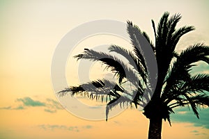 Palm Tree on Mallorca Silhoutted Against Beautiful Sunset Sky