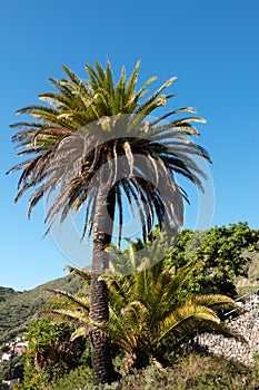 Palm tree in Masca village