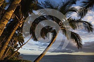 Palm tree in Maui, Hawaii.