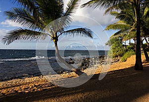 Palm Tree, Maui, Hawaii