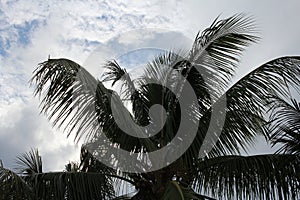 Palm tree medium shot with gloomy sky