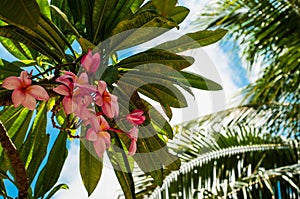 Palm tree and Mexican pink blooming plumeria flowers, view from below