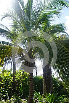 Palm tree in Mexico, Carribean Sea, South America