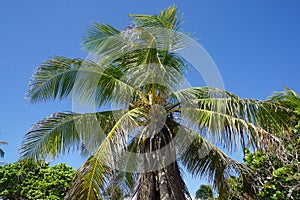 Palm tree in Mexico, Carribean Sea, South America