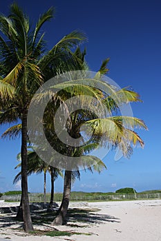 Palm tree in Miami Beach