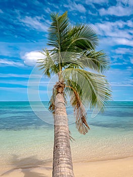 Palma un albero medio da tropicale Spiaggia bianco sabbia un turchese il mare 