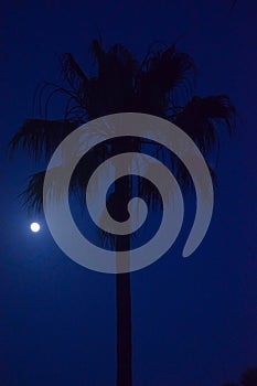 Palm tree with the moon lighting up the blue night sky