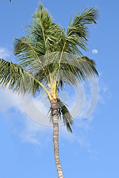 Palm tree with morning moon on a clear sky