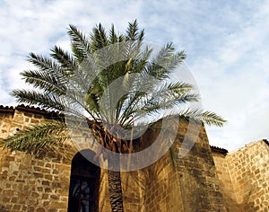 Palm tree Mosque