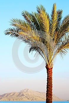 Palm tree and mount background on sunset