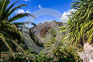 palm tree in the mountains, gorge mask tenerife.