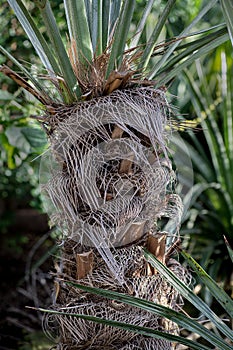 Palm tree native of Argentine sabanas photo