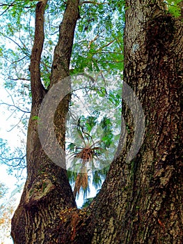 Palm tree within natural wooden frame