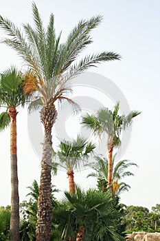palm tree on the nature by the sea pool background