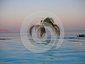 The palm tree near the sea