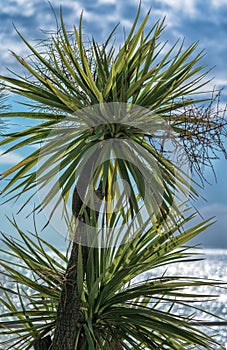 Palm tree near sea beach against blue sky background