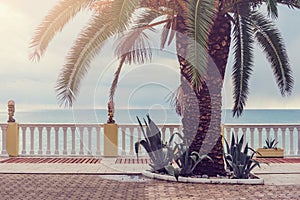 Palm tree near the stone fence by the sea coast