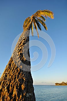 Palm tree next to the ocean into sky