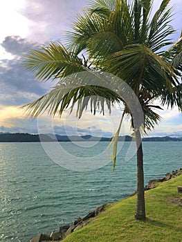 Palm Tree next to Panama Canal photo