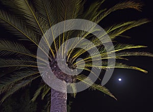 A palm tree at night with the moon in the background