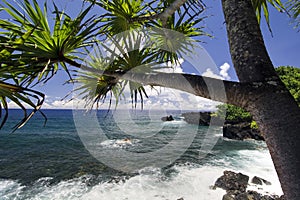 Palm tree on the northern coastline, on road to Hana, Maui, Hawaii