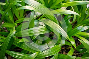 Palm tree nursery Dypsis lutescens.