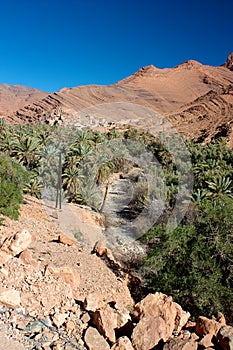 Palm tree oasis in Ait Mansour