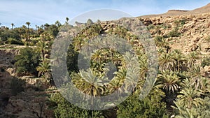 Palm tree oasis- une belle oasis au sahara marocain photo