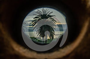 palm tree observed from the hole of a door