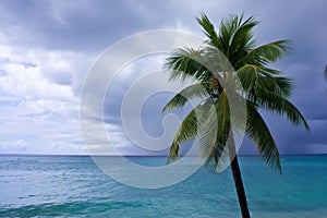 Palm tree and ocean