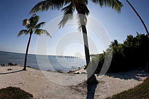 Palm tree and ocean