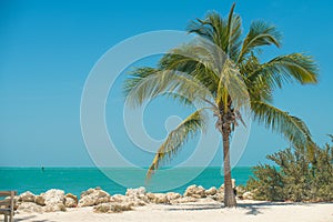 Palm tree on the ocean beach. Spring break or Summer vacations. Beautiful seascape. Tropical nature. Ocean paradise.