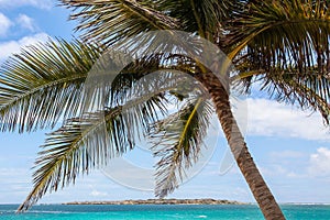 Palm tree with ocean and blue sky