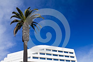 Palm Tree And Office Building Background