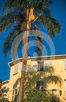 Palm tree and old house in Menton
