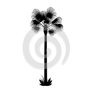 Palm tree one